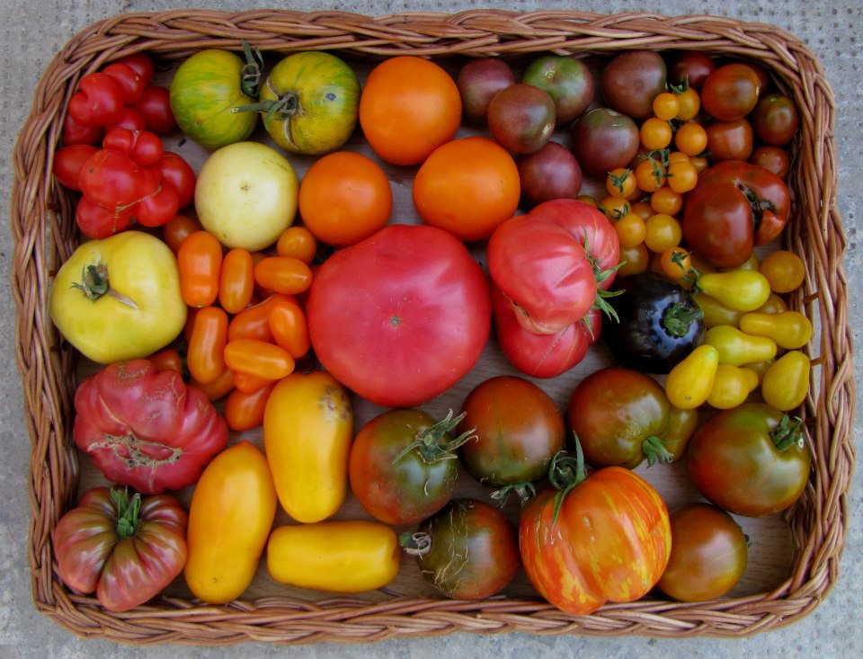 Tomatenvielfalt (C) C. Ableidinger