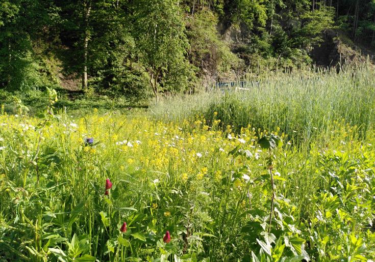 Blumenwiese und Wickroggen im Gemeinschaftsbeet